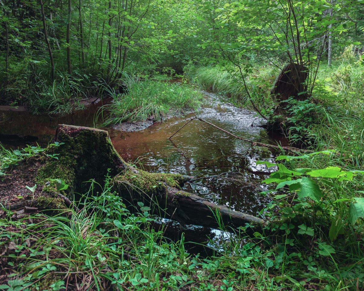 Moss and grasses