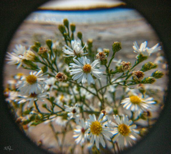 macro fishbowl asters