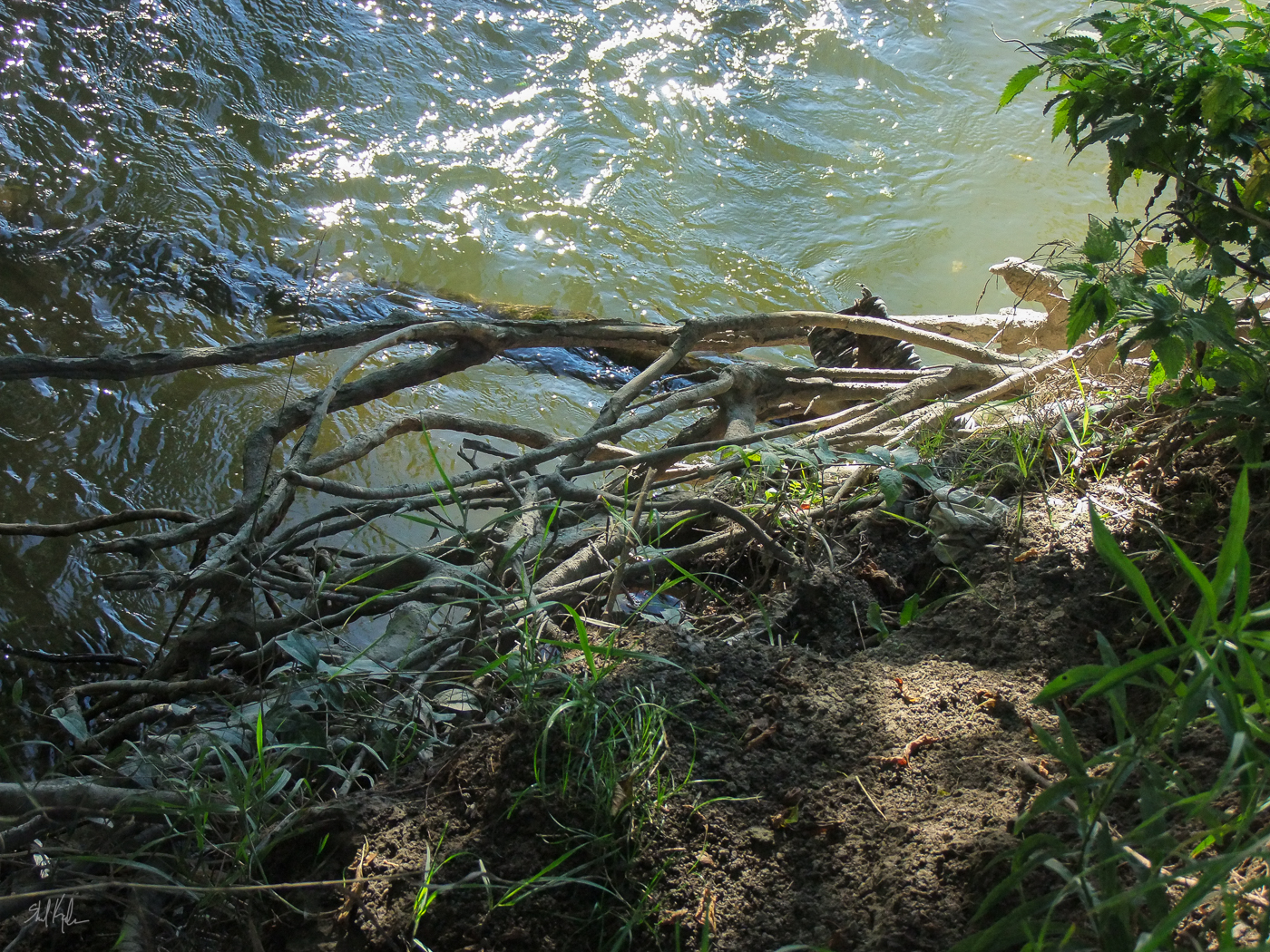 the don river in early fall