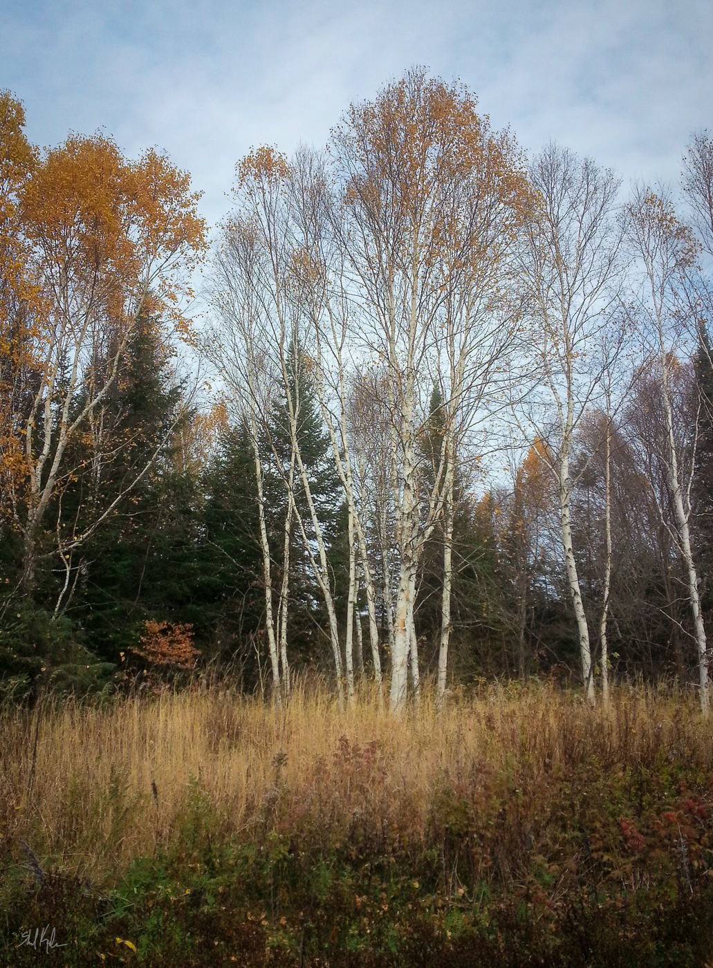 northern birches