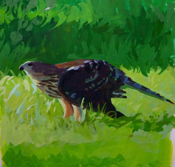 Gouache hawk study